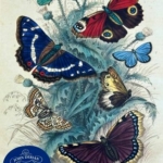 A swirl of purple, blue, red butterflies