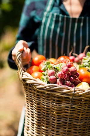 A basket of freshly picked vegetables