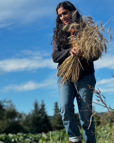 Woman harvesting wheat.