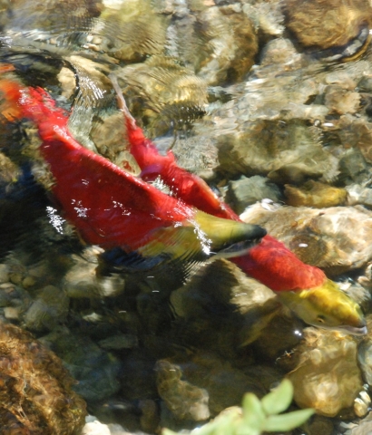 Two salmon spawning