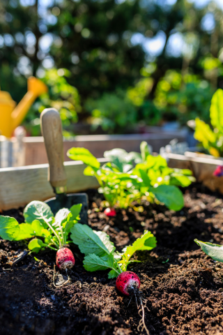 Radishes in a garden bed