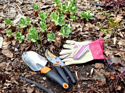 A small group of plants next to a yellow gardening glove with stripes and a shovel and rose trimmers