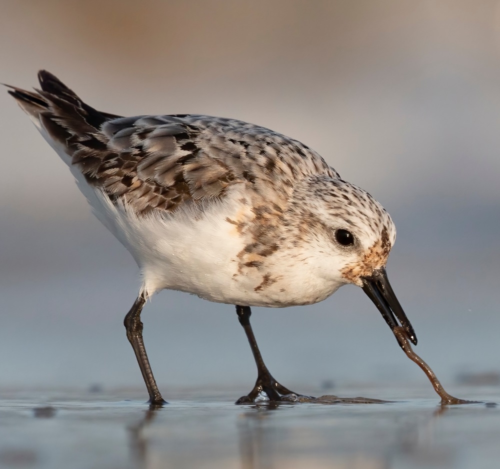 shorebird on the beach