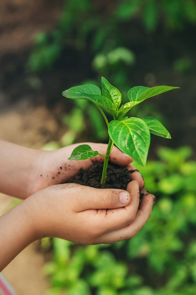 Hands holding soil and a small, green plant.