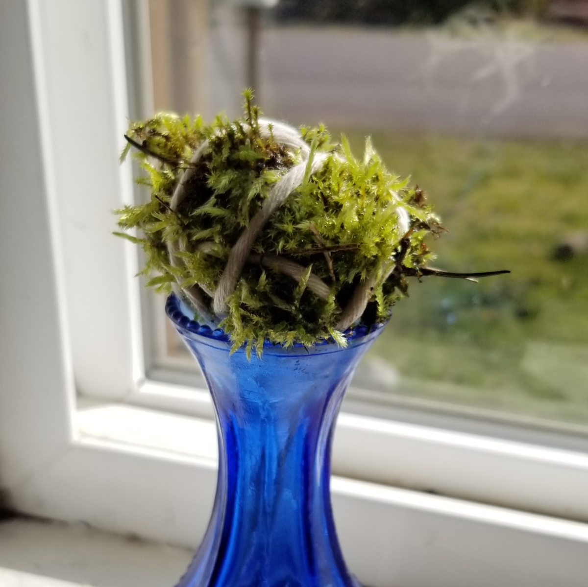 A Mossball in front of a window on top of a vase